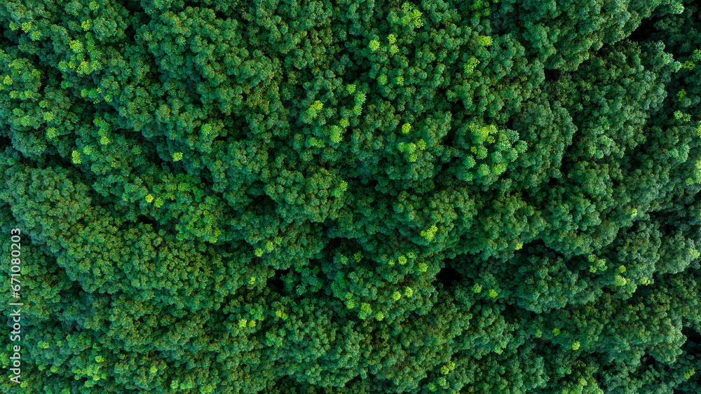 top  view of green forest in the rainy season, complete natural resources and fresh air, green world concept and good health, for background wallpaper