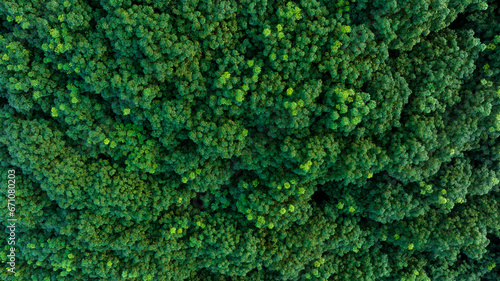 top view of green forest in the rainy season, complete natural resources and fresh air, green world concept and good health, for background wallpaper