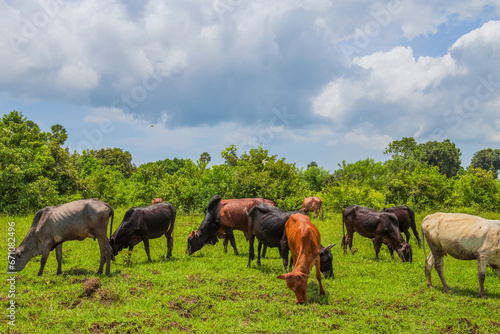 African cows grazes on green grass. Agriculture Maasai.