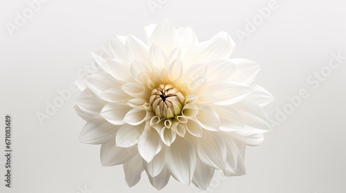  a white flower with a yellow center on a white background. generative ai