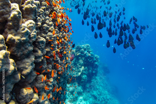 Fototapeta Naklejka Na Ścianę i Meble -  Underwater Tropical Corals Reef with colorful sea fish. Marine life sea world. Tropical colourful underwater panormatic seascape.