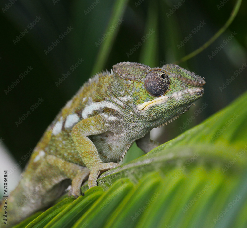 Fototapeta premium Green chameleon on a branch leaf of palm tree