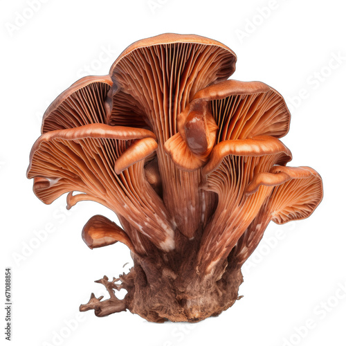 Dried Lobster mushroom isolated