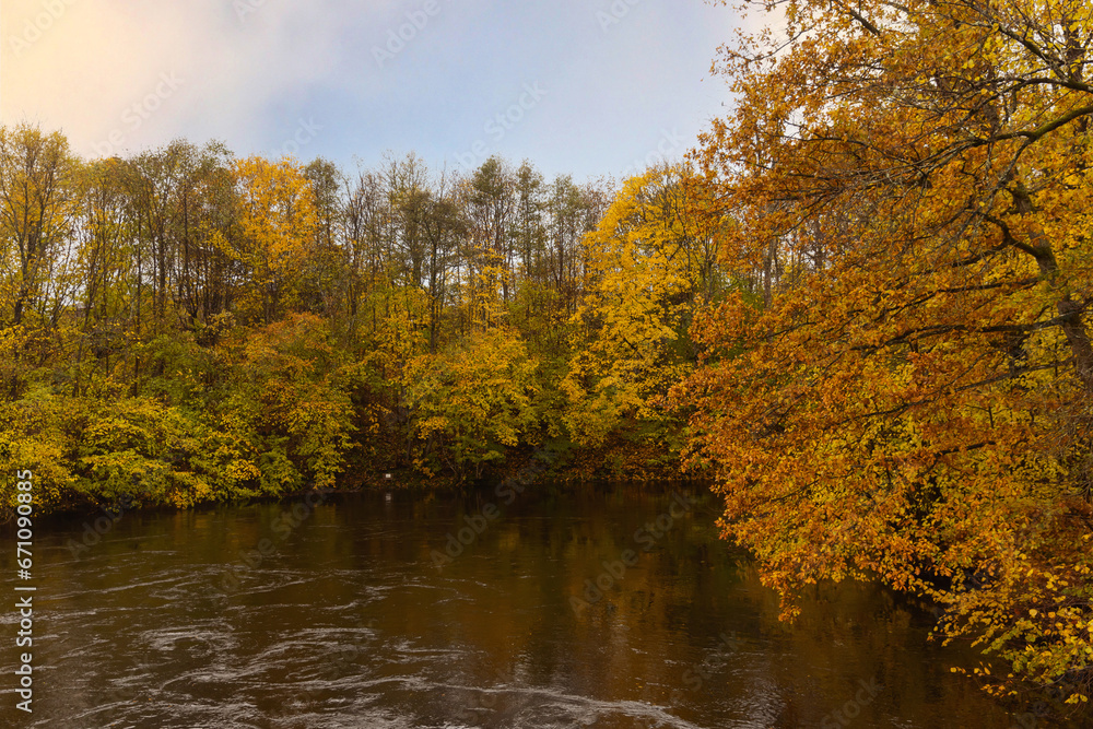 Autumn trees standing by a river in the forest. Autumn trees standing by a river in the forest.