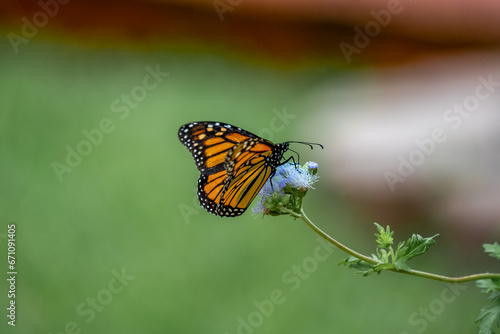 Monarch Butterfly © MansfieldPhoto.com