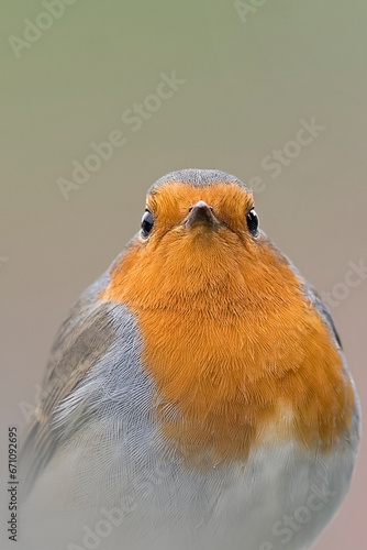Close up portrait of puffed up european Robin redbreast bird (Erithacus rubecula) on bokeh background. Funny animals, Greeting card. 