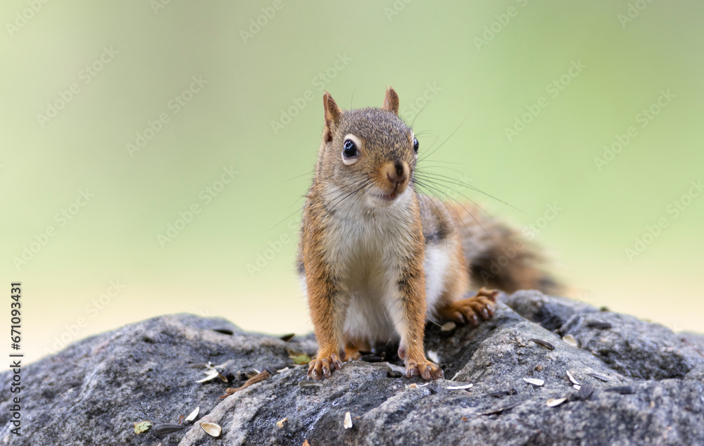American red squirrel on rock with sunflower seeds American red squirrel on rock with sunflower seeds