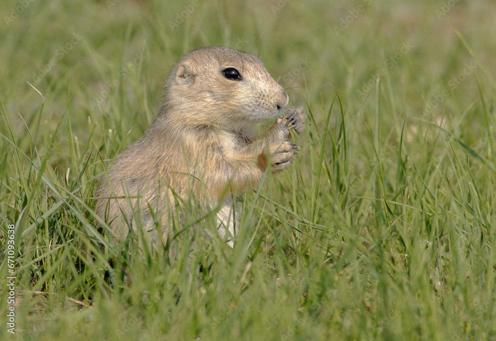 Young juvenile black-tailed prairie dog eating grass Young juvenile black-tailed prairie dog eating grass
