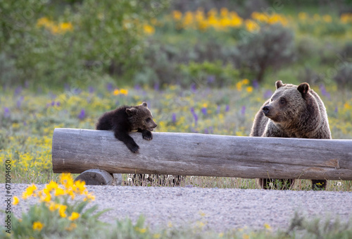 Grizzly bear cub on log with sow bear nearby