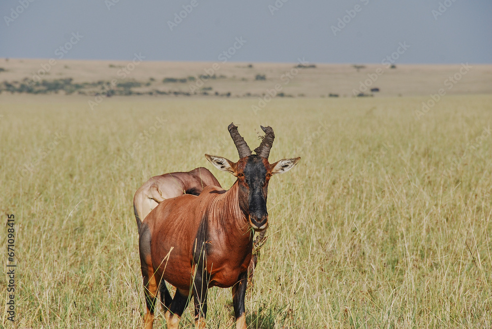 Tsessebe antelope, Damaliscus jimela, standing in grasslands Tsessebe antelope, Damaliscus jimela, standing in grasslands