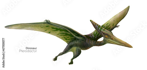 Illustration of a flying pterodactyl.  Flying green dinosaur. Predator in flight. © inna72