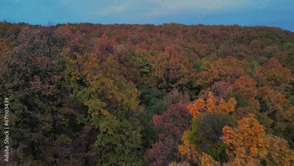 Beautiful landscape with an wild golden forest observed from above the trees. Aerial footage shot by drone in autumn season at twilight Beautiful landscape with an wild golden forest observed from above the trees. Aerial footage shot by drone in autumn season at twilight