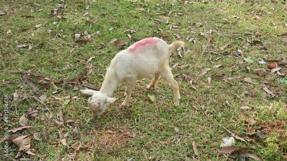 Goat grazing in the field. It is a domestic animal. It is reared for milk and meat. It is found in many colors. Goat grazing in the field. It is a domestic animal. It is reared for milk and meat. It is found in many colors.