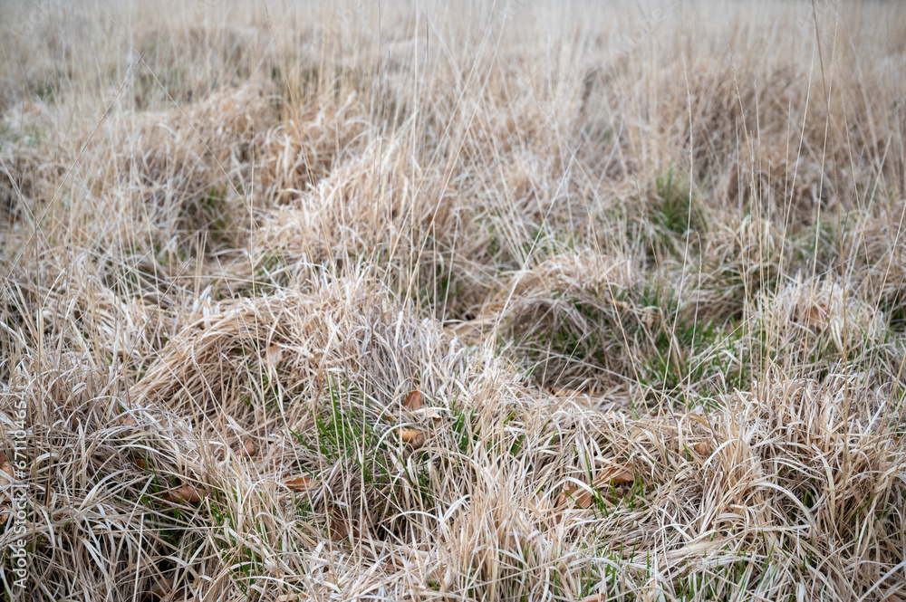 Fototapeta premium Dry yellow grasses of Dartmoor, close-up