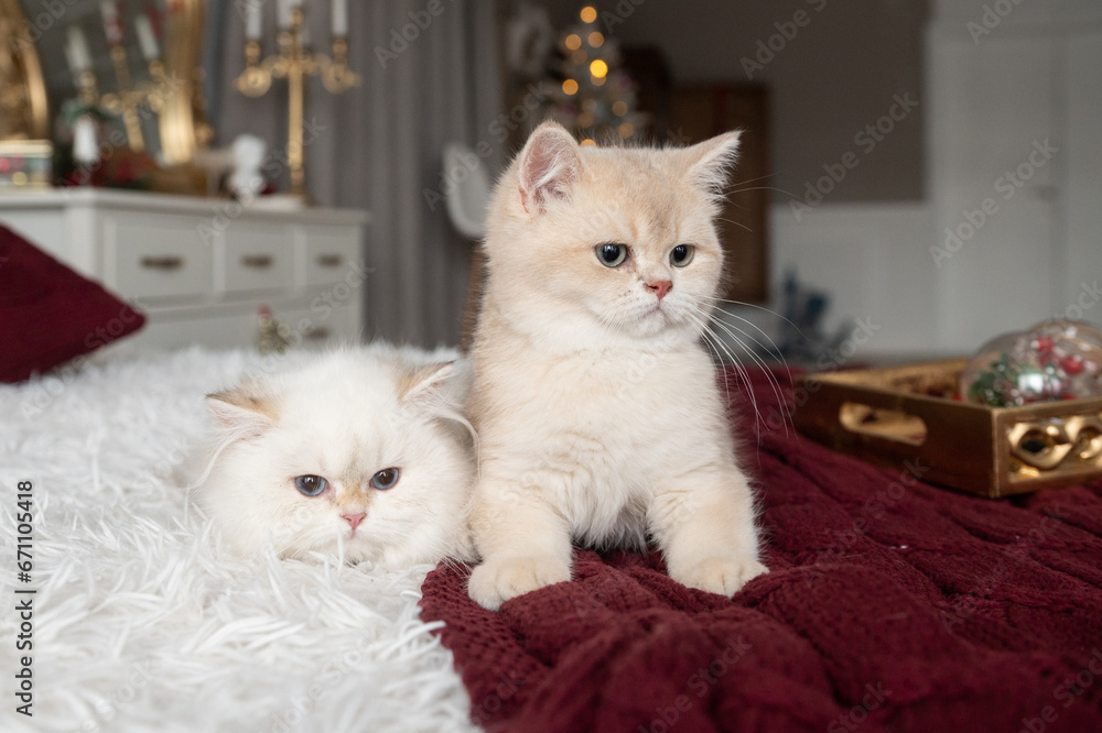 Two purebred long-haired British kittens on the bed in the interior