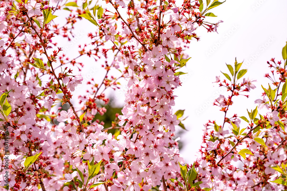 Obraz premium 富士芝桜まつり