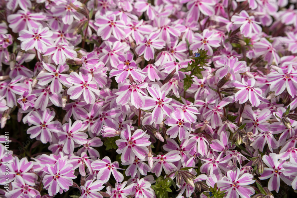 富士芝桜まつり 富士芝桜まつり