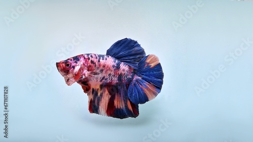 betta splendens giant nemo fish photo