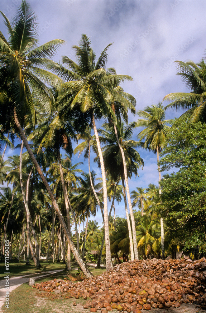 Cocos nucifera, Cocotier, Ile de la Digue, Seychelles Cocos nucifera, Cocotier, Ile de la Digue, Seychelles