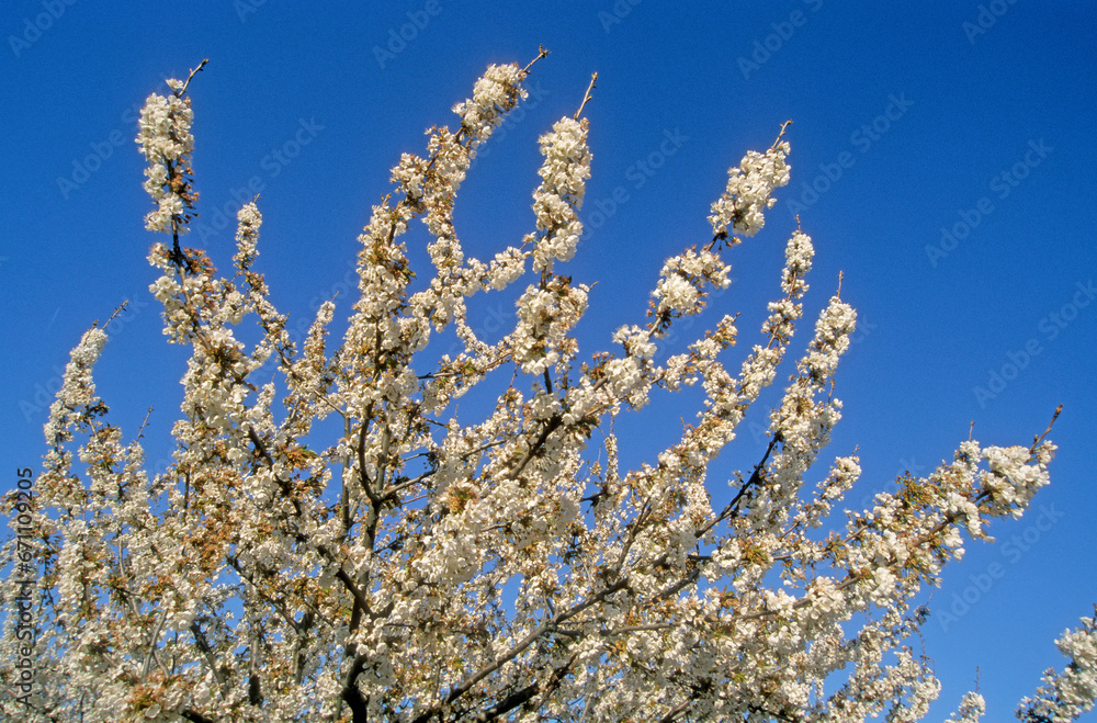 Prunus cerasus 'Marmotte' , Cerisier bigarreau