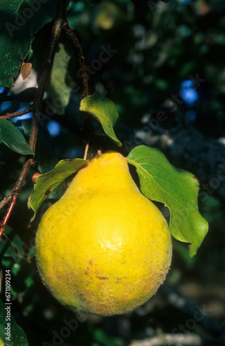 Foto Cognassier , coing, Cydonia oblonga