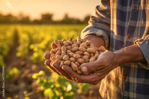 A farmer's hand cradling freshly harvested peanuts from a vibrant green field, showcasing the agricultural bounty of this nutritious nut. photo
