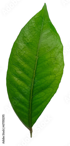 Green leaf isolated on white background. Clipping path included for easy isolation.