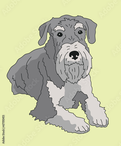 Schnauzer Dog Lying Down Front View