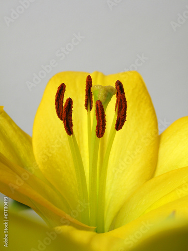 Pistil and pollen of yellow lily 