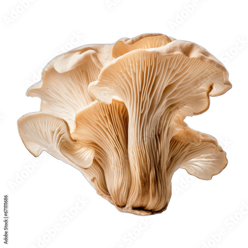 Dried King oyster mushroom isolated