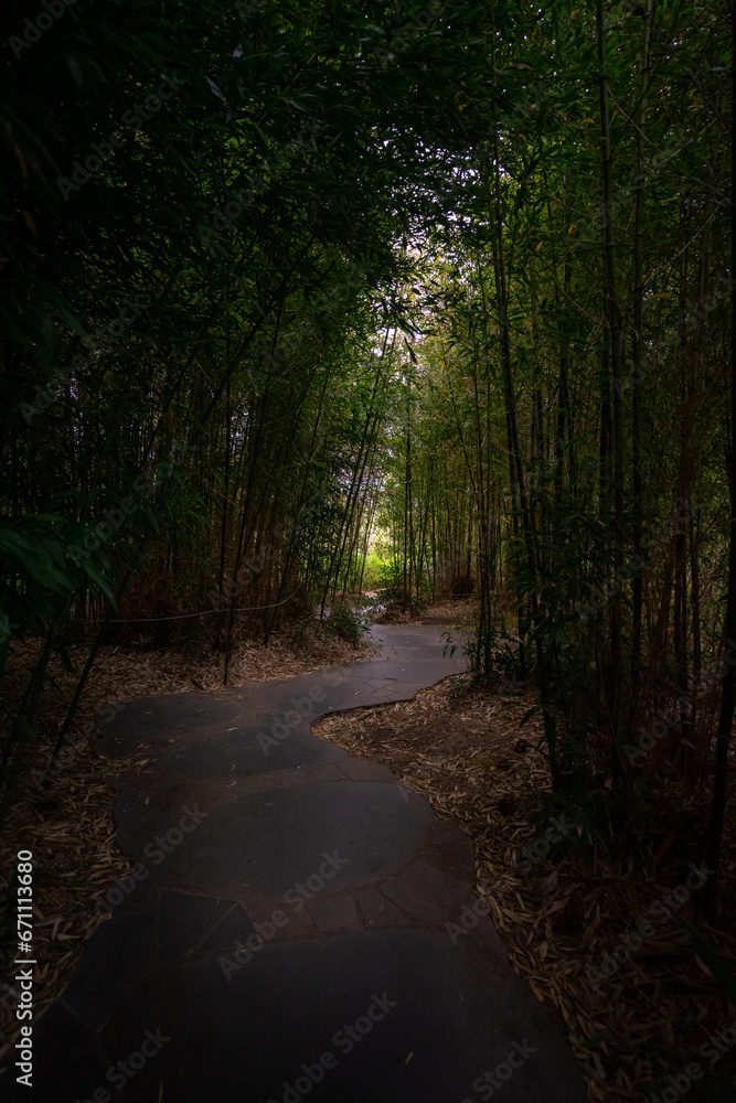 Naklejka premium Path thru artificial bamboo forest in Melbourne botanical garden.