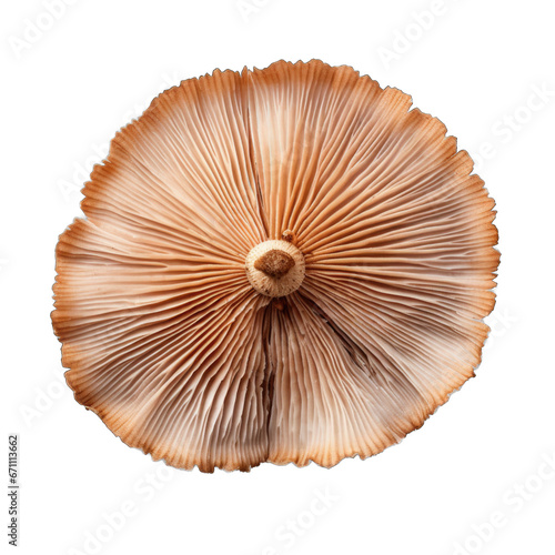 Dried Turkey tail mushroom isolated