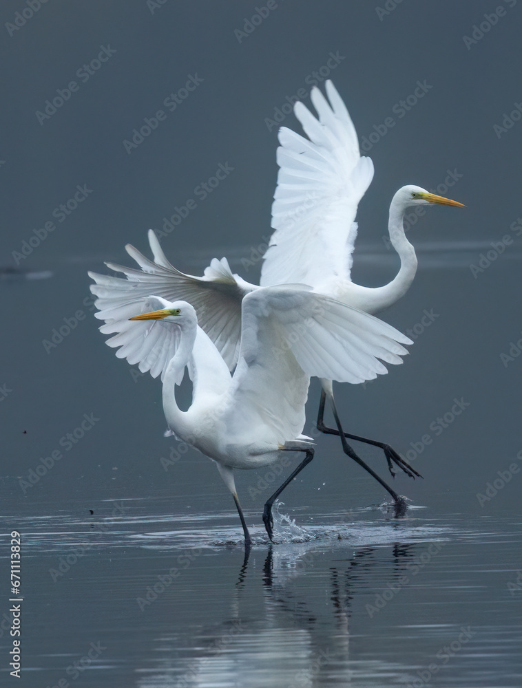 Silberreiher (Egretta alba)
Silberreiher (Egretta alba)