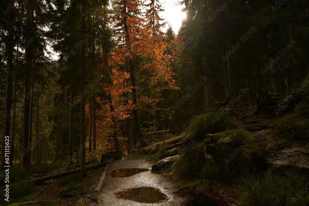 Obraz premium Wanderweg am großen Arbersee