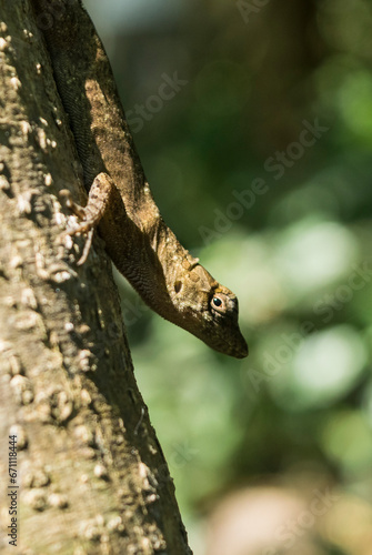 A lizard climbed on a tree