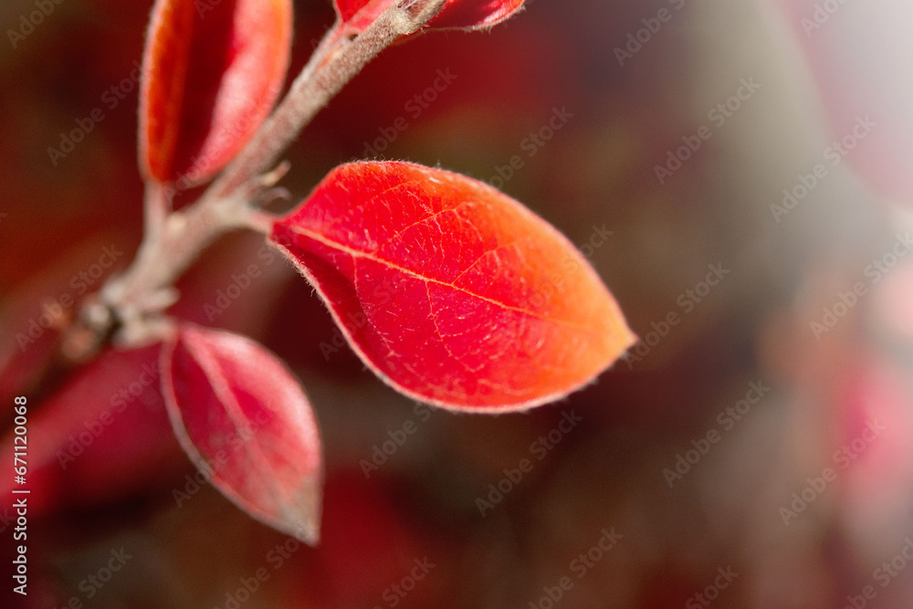 Autumn red-orange cotoneaster leaves in the garden. Ornamental plant for gardening.
