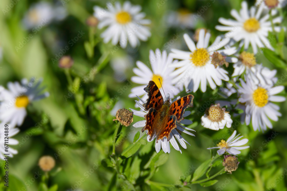 Comma butterfly (Polygonia c-album) perched on a daisy in Zurich, Switzerland Comma butterfly (Polygonia c-album) perched on a daisy in Zurich, Switzerland
