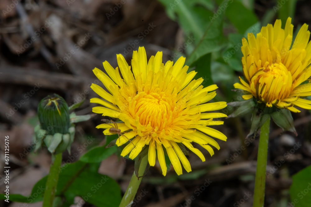 Beautiful yellow dandelion with spider in garden Beautiful yellow dandelion with spider in garden