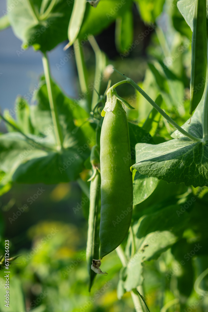Growing peas outdoors and blurred background. Green pea pods in the vegetable garden close-up. Growing peas outdoors and blurred background. Green pea pods in the vegetable garden close-up.