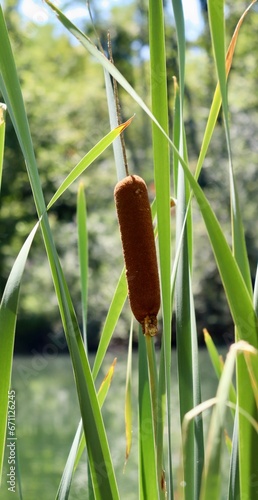 A close view of the brown cattail on the shore.  photo