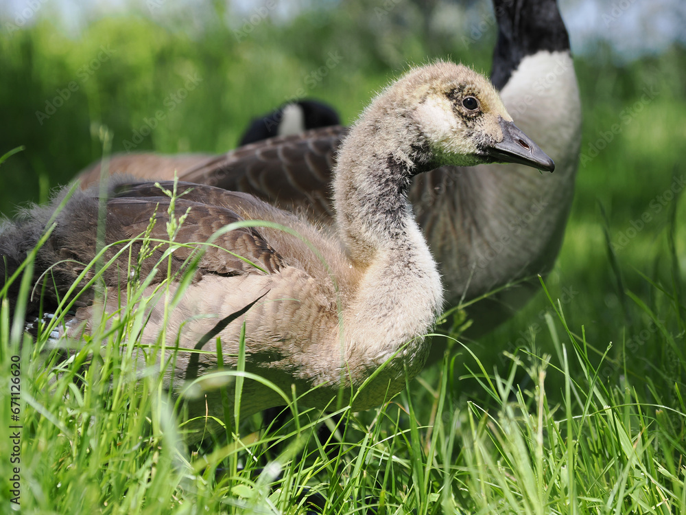 Gans Kücken Gans Kücken
