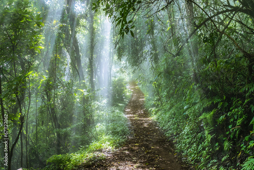 morning sun rays coming through the forest