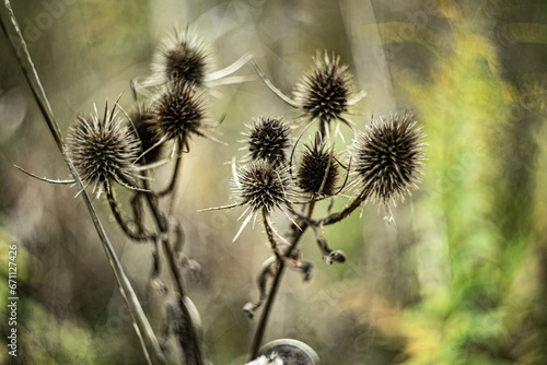 thistle growing on a bush in the park