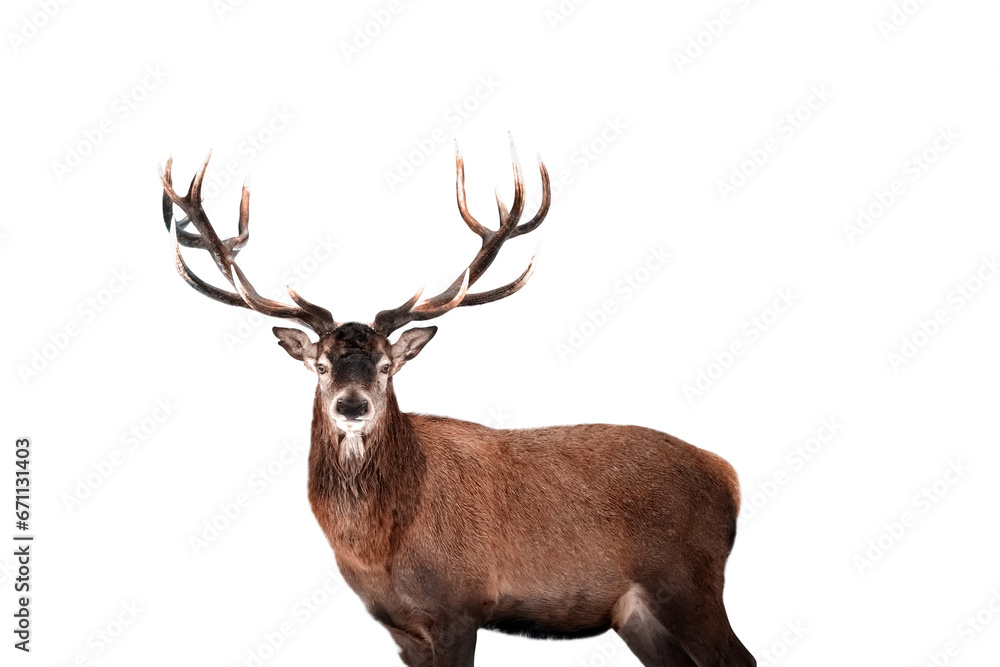 Red deer isolated on white background Red deer isolated on white background