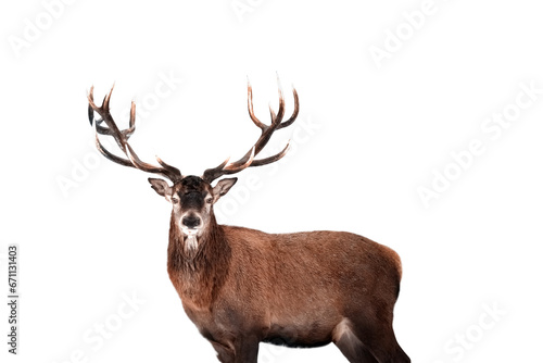 Red deer isolated on white background © delbars