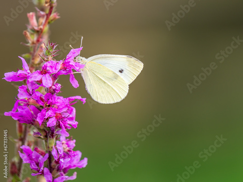 Small White Butterfly feeding on a Flower