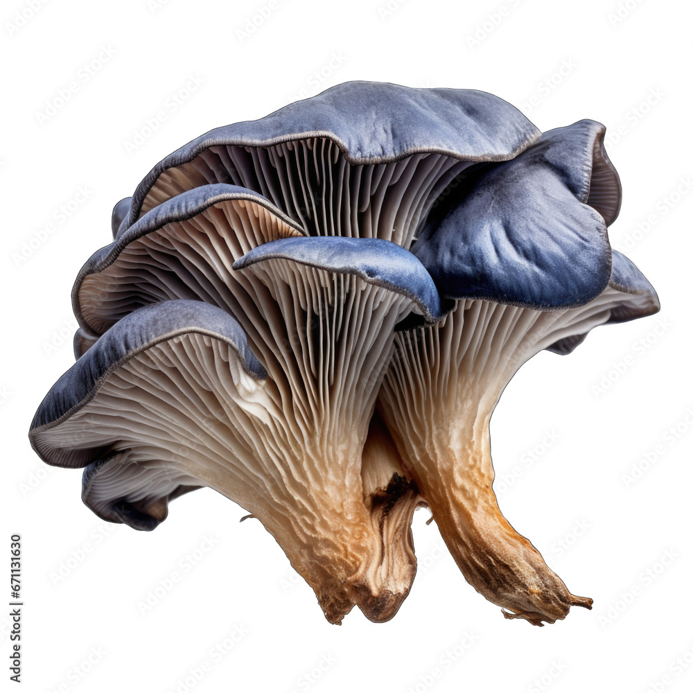 Dried Bluefoot mushroom isolated Dried Bluefoot mushroom isolated