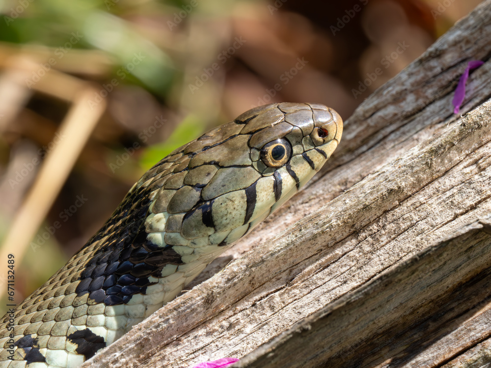 Grass Snake Grass Snake