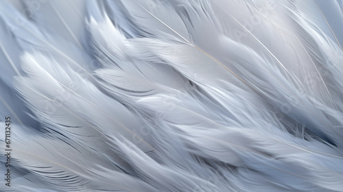 Image of a bird's soft plumage, feather texture.