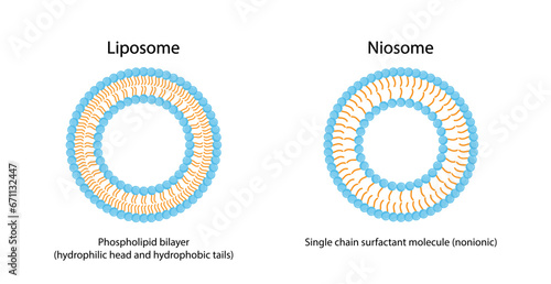 Niosome, single chain surfactant molecule (nonionic). Liposome structure, phospholipid with hydrophilic head and hydrophobic tails. Drug encapsulation. Vector illustration.
